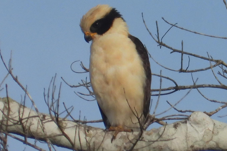 Birdwatching excursion 1.5 hours Tambopata Corridor