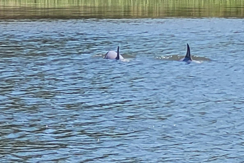 Private dolphin tours in the amazing Savannah Marsh