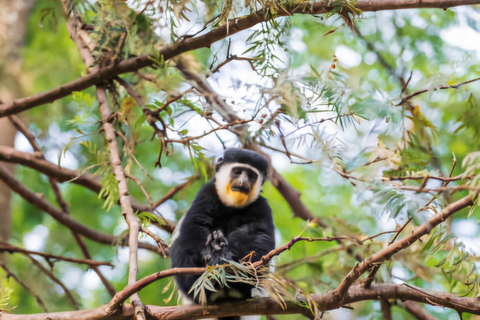 Addis Abeba: 2-tägige Tour nach Awassa, zum Ziway-See und nach Wondo Genet