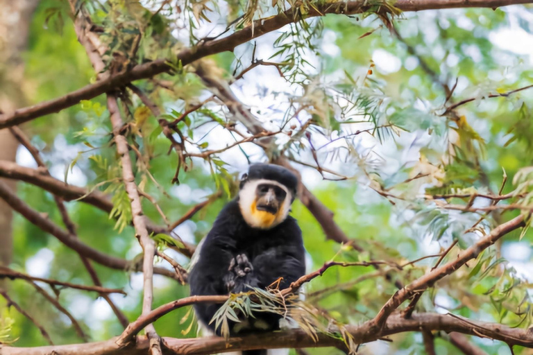 Addis Abeba: 2-dniowa wycieczka do Awassa, jeziora Ziway i Wondo Genet