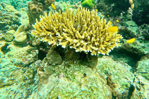 phi phi island : Aluguel de barco de madeira particular de luxo