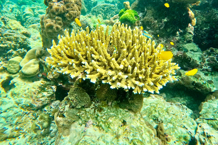 phi phi island : Location de bateaux privés de luxe en bois