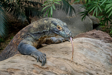 Komodo Island: Cruise Ship Tender to Pink Beach Snorkeling