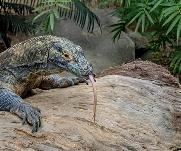 Wyspa Komodo: Rejs statkiem wycieczkowym na różową plażę z nurkowaniem