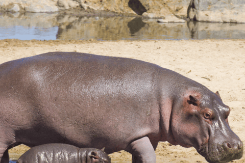 Zanzíbar: safari de 3 días en el Serengueti con comidas
