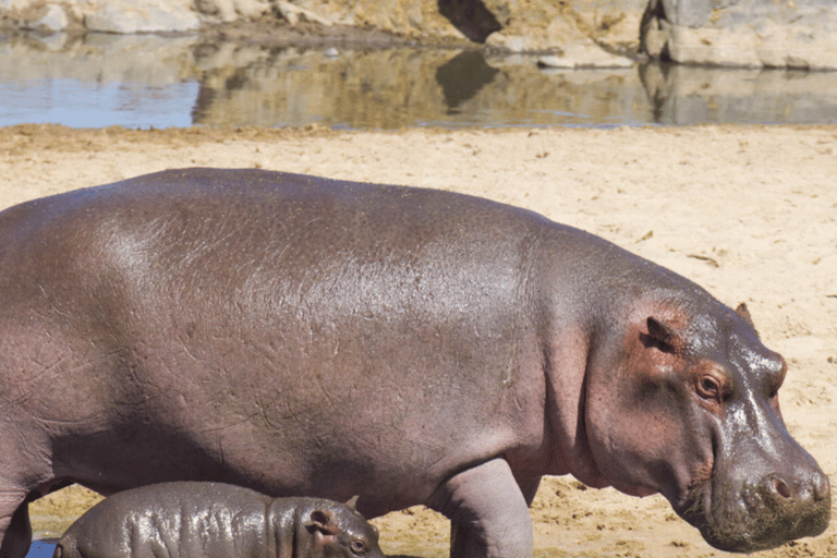Zanzíbar: safari de 3 días en el Serengueti con comidas