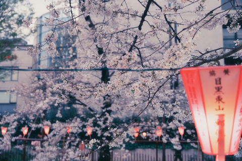 Tokyo Cherry Blossom Walking Tour & Hanami Experience