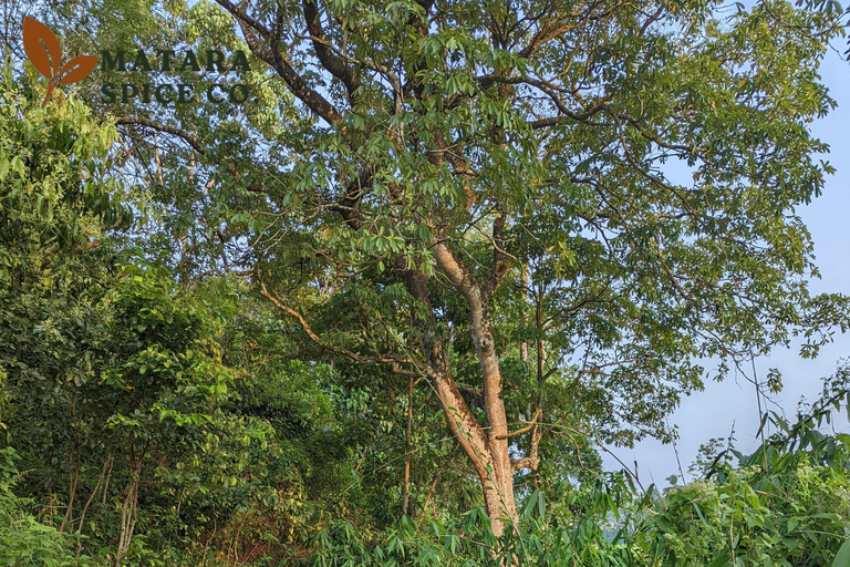 Mirissa: Cinnamon Garden Tour with Peeling Class