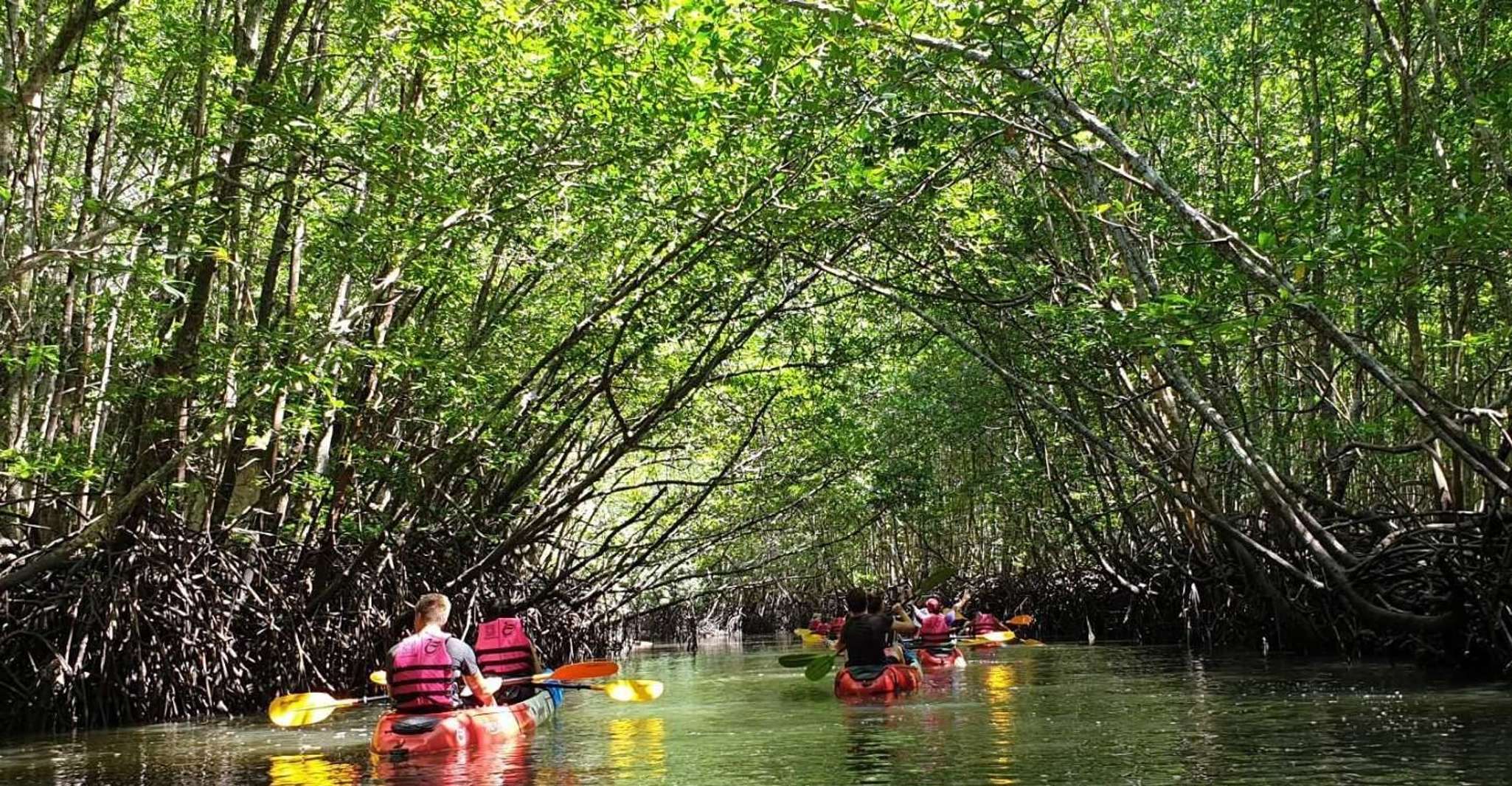 Ko Lanta, Half-Day Mangrove Kayaking Tour with Lunch, Tung-yee-peng ...