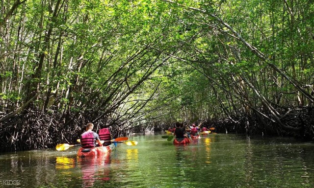 Visit Ko Lanta Half-Day Mangrove Kayaking Tour with Lunch in Ko Lan