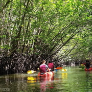Ko Lanta: Half-Day Mangrove Kayaking Tour with Lunch