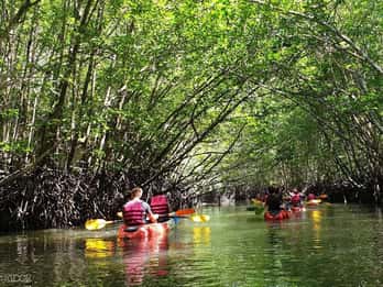 Ko Lanta: Halvdagstur i mangrovekajakk med lunsj