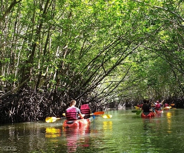 Ko Lanta: Half-Day Mangrove Kayaking Tour with Lunch