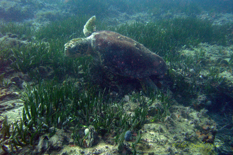 Djerba: Supervised diving trip, for certified divers only. Djerba: Guided diving excursion, for certified divers only.