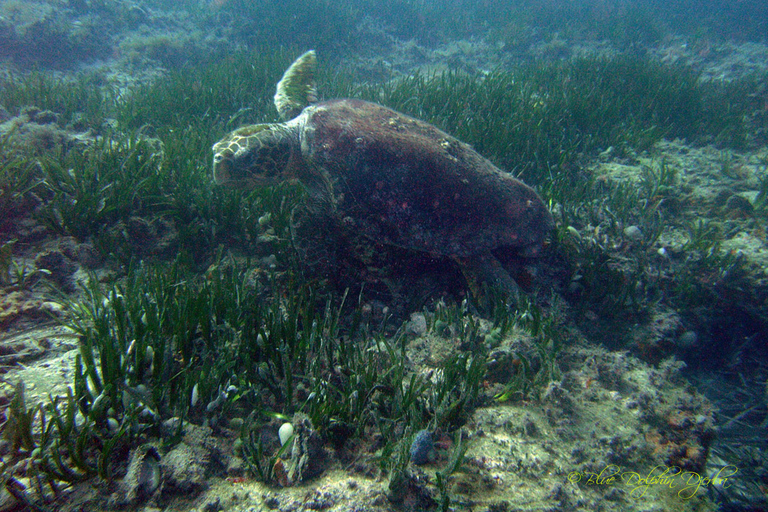 Djerba: Supervised diving trip, for certified divers only. Djerba: Guided diving excursion, for certified divers only.