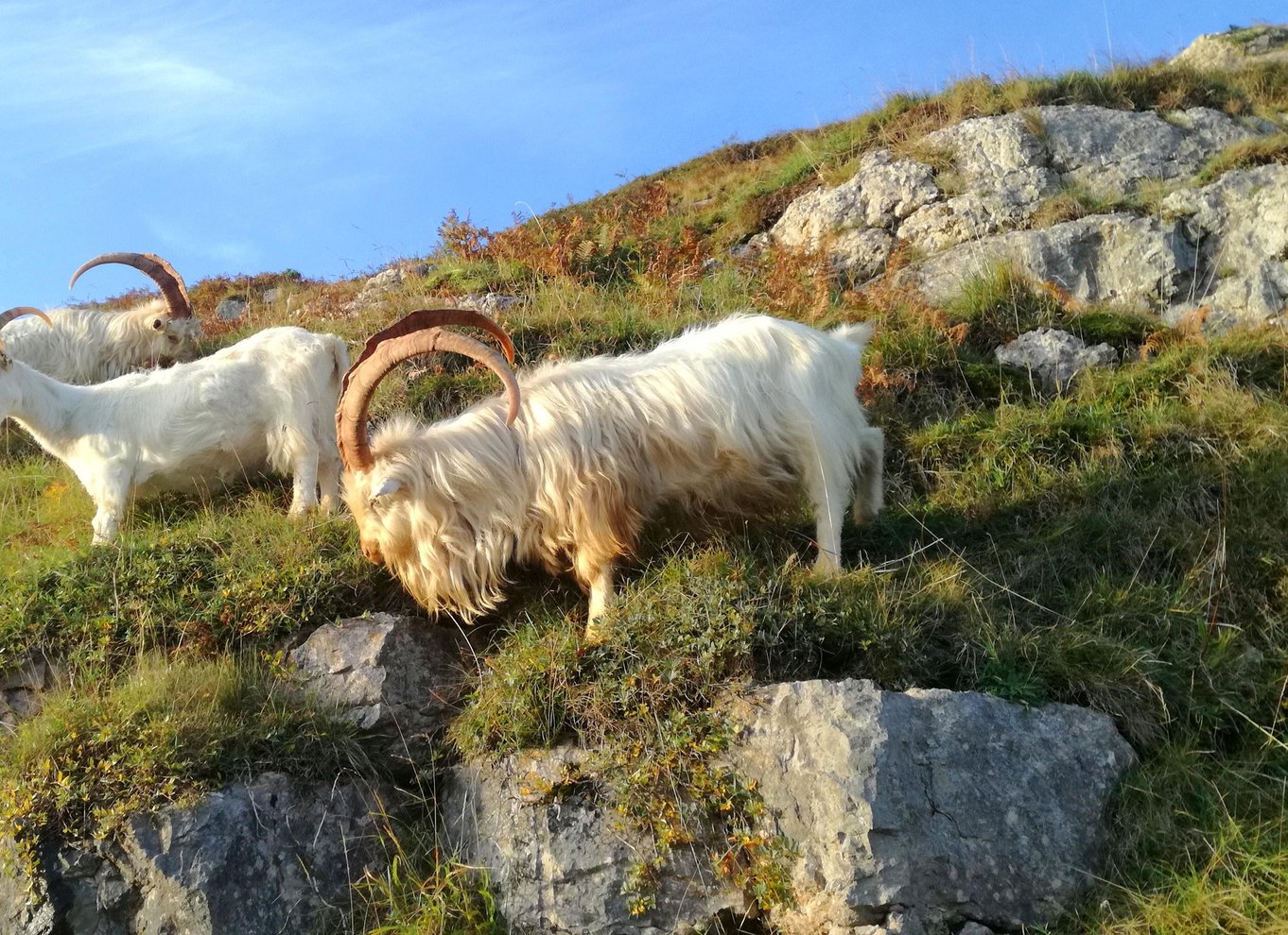 Fra Llandudno: Snowdonia og de tre slotte dagsudflugt