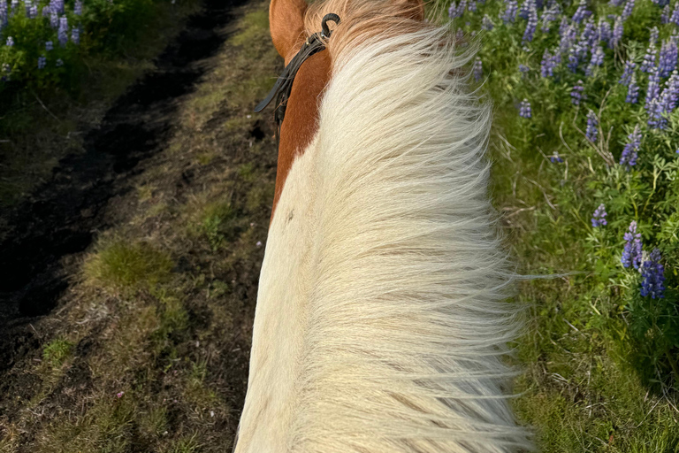 Südisland: Reiten am schwarzen Strand Tour