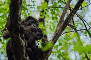 Tamarindo: Bootstour im Meerespark Las Baulas, Mangroven und Natur