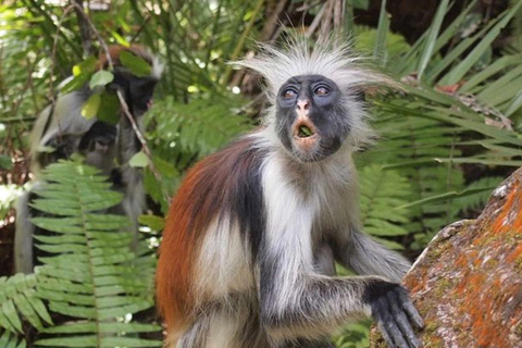 Zanzibar: Floresta de Jozani, centro de borboletas e praia de MtendeTour particular com traslado de ida e volta no hotel incluído