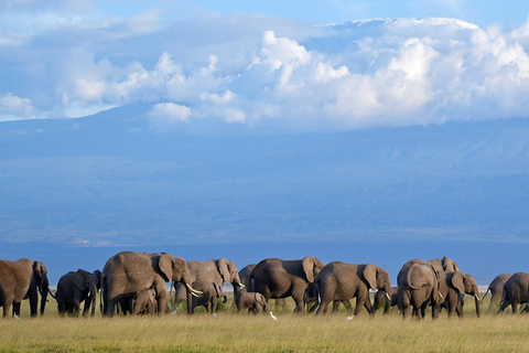 Mombasa& Diani : 3-Day Tsavo East and Amboseli Budget Safari Mombasa/Diani : 3-Day Tsavo East and Amboseli Budget Safari