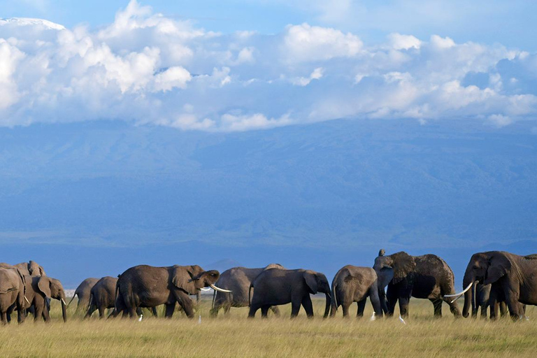 Mombasa& Diani : 3-Day Tsavo East and Amboseli Budget Safari Mombasa/Diani : 3-Day Tsavo East and Amboseli Budget Safari