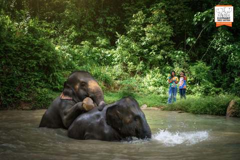 Phuket: Elephant Jungle Sanctuary &#039;Kijk naar mij&#039; ervaringPhuket: &#039;Kijk naar mij&#039; ervaring met MEAL