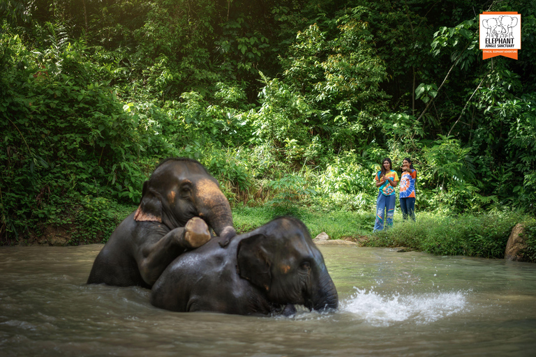 Phuket: Elephant Jungle Sanctuary &#039;Kijk naar mij&#039; ervaringPhuket: &#039;Kijk naar mij&#039; ervaring met MEAL