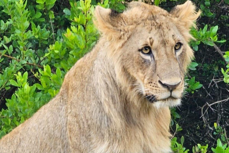 Nairobi National Park Safari 4x4 Car–Personalized Experience Shared Guided Game Open roofed 4x4 Van