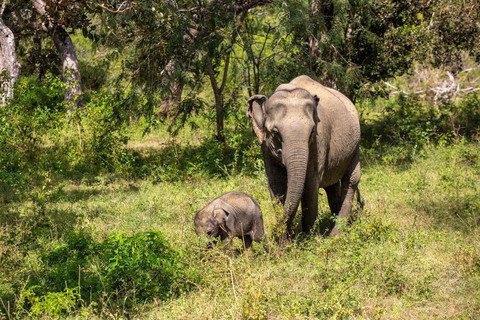 Tour di 2 giorni in Sri Lanka: 3 incredibili parchi nazionali + safari sui fiumi