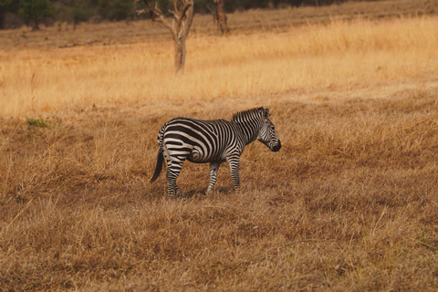 从桑给巴尔出发：米库米 2 日野游、马赛村和航班