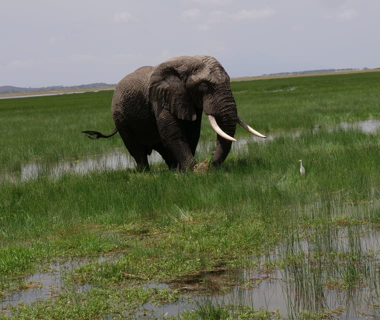 Safari De D As Por Amboseli Tsavo Oeste Y Tsavo Este Getyourguide