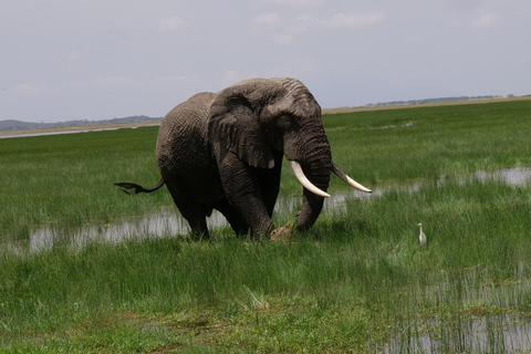 5 Days Amboseli / Tsavo East & Tsavo West Safari