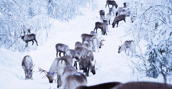 Kiruna: Reindeer Herder Tour with Sami Dinner and Transfers