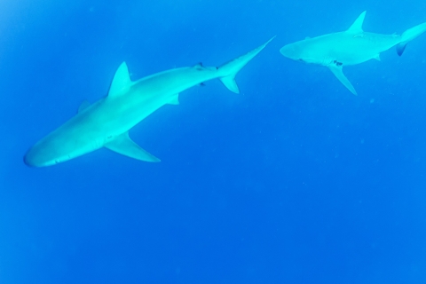 Oahu: ongelooflijke haaienduik van 2 uur aan de noordkust2 uur durende Oahu haaienduik (in kooi)