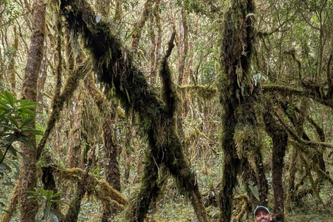 Hike through the Cloud Forest in Choachi, from Bogota