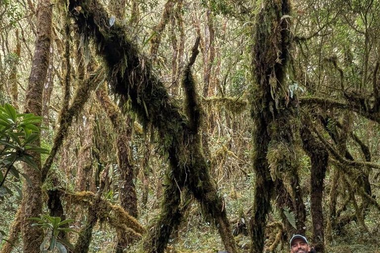 Hike through the Cloud Forest in Choachi, from Bogota