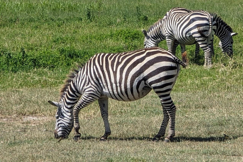 Moshi : Safari de 2 jours dans le Tarangire et le cratère du Ngorongoro