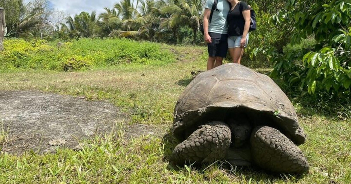 Galapagos: Giant Tortoises, Lava Tunnels, and Craters Tour | GetYourGuide