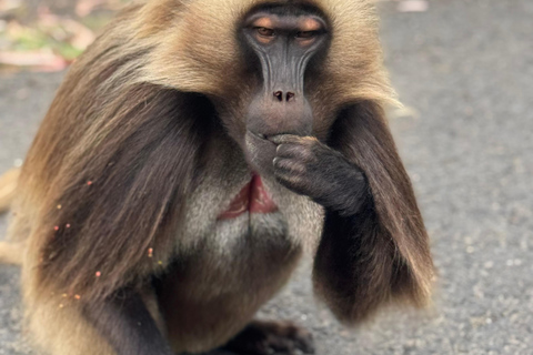 Addis Abeba: Töpferwaren, Markt und Kaffee-Tour mit MittagessenAddis Abeba: Töpfer-, Markt- und Kaffeetour mit Mittagessen