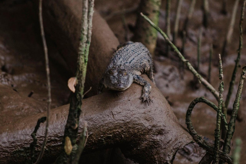 Daintree: Rejs po rzece Daintree z przewodnikiem
