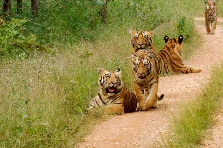 From Jaipur: Ranthambore National Park Day Trip with Safari Jaipur to Ranthambore Morning Safari Starts Between 6am-7am