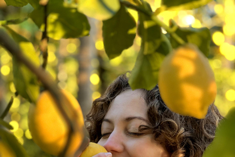 Sorrento: Lemon Picking & Tasting Tour Lemon Picking Experience at Giovanni's Farm