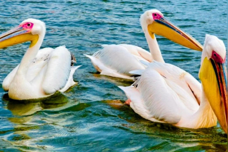 Nairobi: Lake Naivasha & Amboseli National Park 3-day safari L. Naivasha, Hell's gate & Amboseli National Park 3-day tour