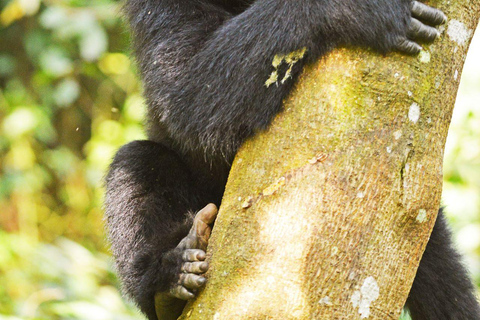 Uganda: 7-dniowe safari z dziką przyrodą i trekkingiem z gorylami