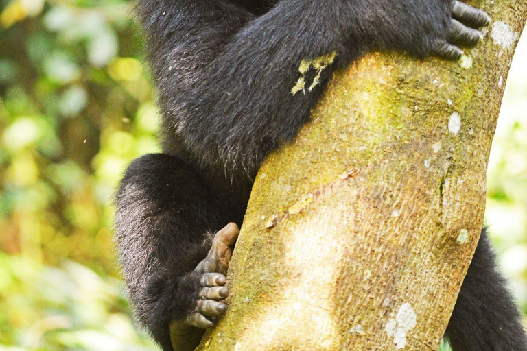 Uganda: 7-dniowe safari z dziką przyrodą i trekkingiem z gorylami