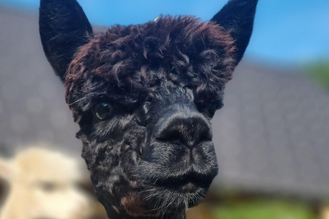 Bohinjska Bistrica: Walking with alpacas - Domačija Loncnar