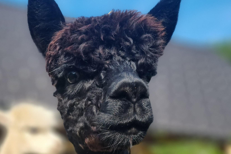 Bohinjska Bistrica: Paseando con alpacas - Domačija Loncnar