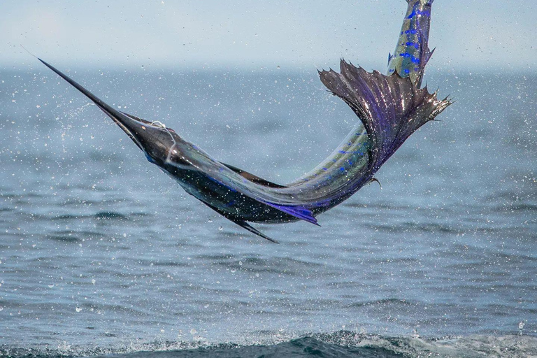 Fishing sporting zanzibar