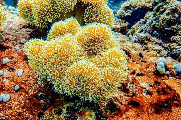 Koh Tao in a Day: Turtles, Hidden Reefs & Nangyuan Viewpoint