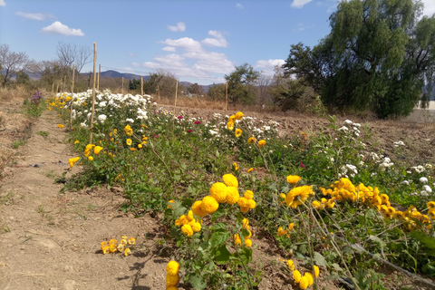 Ocotlán and San Antonino: Hands That See Workshop and Art with The Immortal Flower Ocotlán and San Antonino: Hands That See Workshop and Art with La Flor Inmortal
